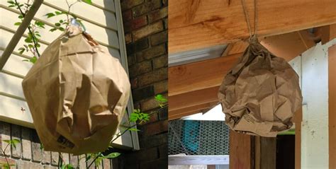 making a fake wasp nest out of a paper bag|plastic wasp nesting baggy.